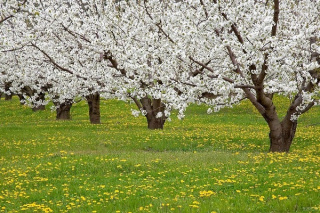 پیش بینی هفتگی بارش و دمای هوای کشور از اوایل اردیبهشت ماه تا اواسط خرداد ماه اعلام شد